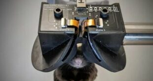 دانشمندان برای موش‌ها عینک واقعیت مجازی ساختند