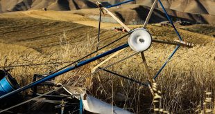 فوری/ قیمت گندم تا این تاریخ مشخص می شود