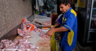 کاهش شدید قیمت مرغ/ مرغ 86هزار تومانی به بازار آمد