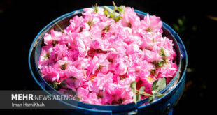 ثبت جهانی اسانس گل محمدی؛ ضرورت تقویت موضع حقوقی ایران