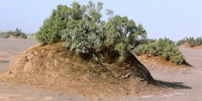 نبکاهای آب شیرین کاشان به ثبت ملی رسید