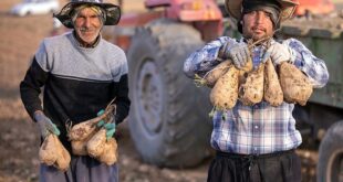 40 درصد صرفه‌جویی آب در تولید چغندر قند با کشت پاییزه