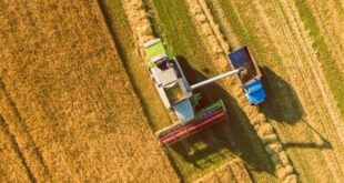 آزادسازی نرخ ارز، مزیت رقابتی گندم داخلی را احیا کرد