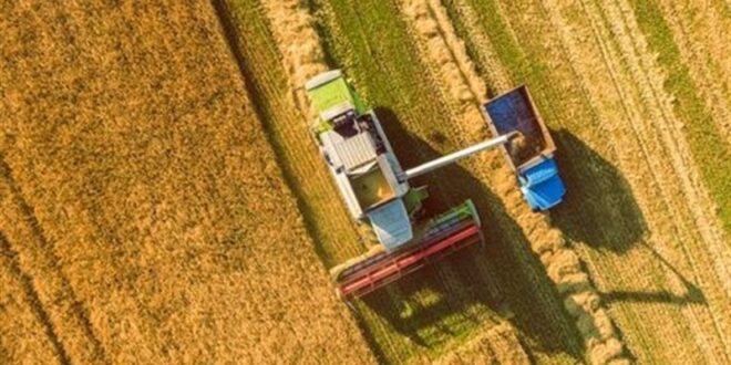 آزادسازی نرخ ارز، مزیت رقابتی گندم داخلی را احیا کرد