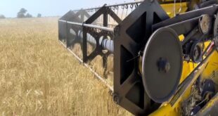 آغاز برداشت گندم در 6 استان کشور