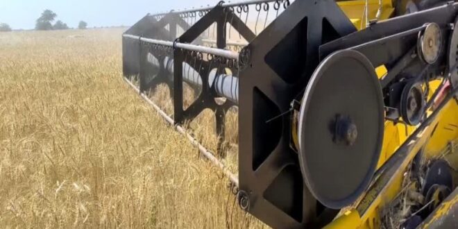 آغاز برداشت گندم در 6 استان کشور