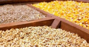جزئیات تازه از واردات نهاده‌های دامی / گردش مالی سالانه به ۸ میلیارد دلار رسید