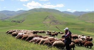 افزایش تولید دام سبک و گوشت قرمز دامداران عشایری