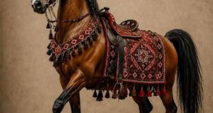 رویداد بزرگ تخصصی، فرهنگی و هنری اسب دره‌شوری در سمیرم برگزار می‌شود/ فضایی برای گفت‌وگو و تبادل دانش و تجربه میان متخصصان حوزه اسب و فعالان فرهنگی، هنری و گردشگری
