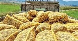 صادرات سیب‌زمینی تا پایان سال ممنوع شد