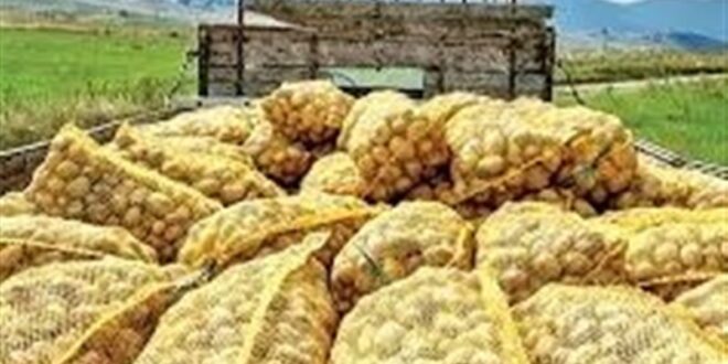 صادرات سیبزمینی تا پایان سال ممنوع شد صادرات سیبزمینی تا پایان سال ممنوع شد