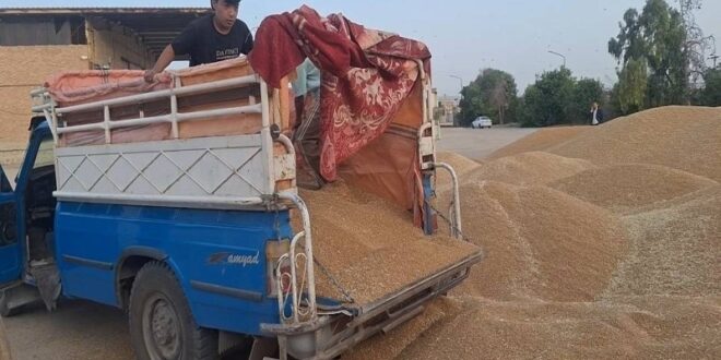 ورود دلالان با پول نقد به بازار گندم با قیمت 38 تا 44 هزار تومان ورود دلالان با پول نقد به بازار گندم با قیمت 38 تا 44 هزار تومان
